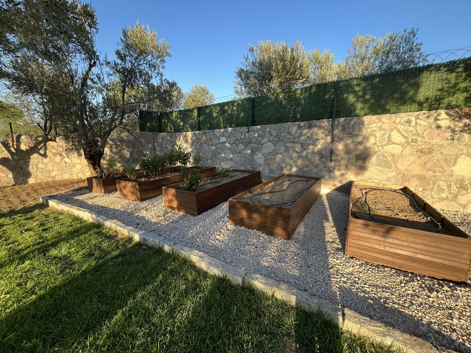 Zeytin ağaçları arasında ahşap yükseltilmiş bitki yatakları