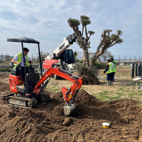 dikili peyzaj bahçe düzenleme rulo çim